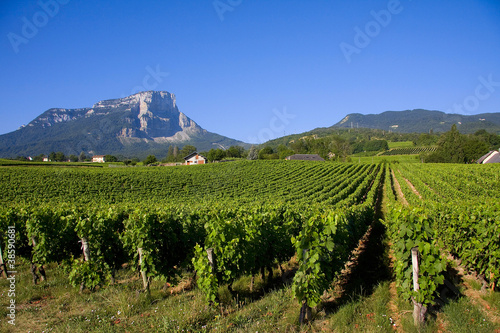 Vignes de Savoie photo