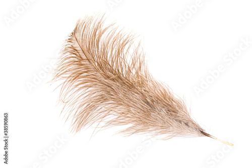 Feather of an ostrich