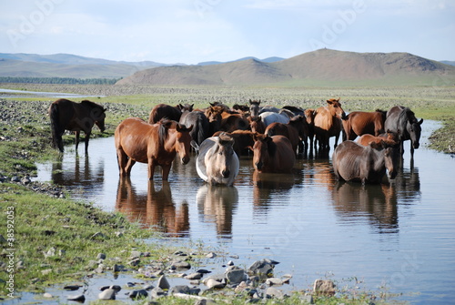 Fotografie Horses, Mongolia