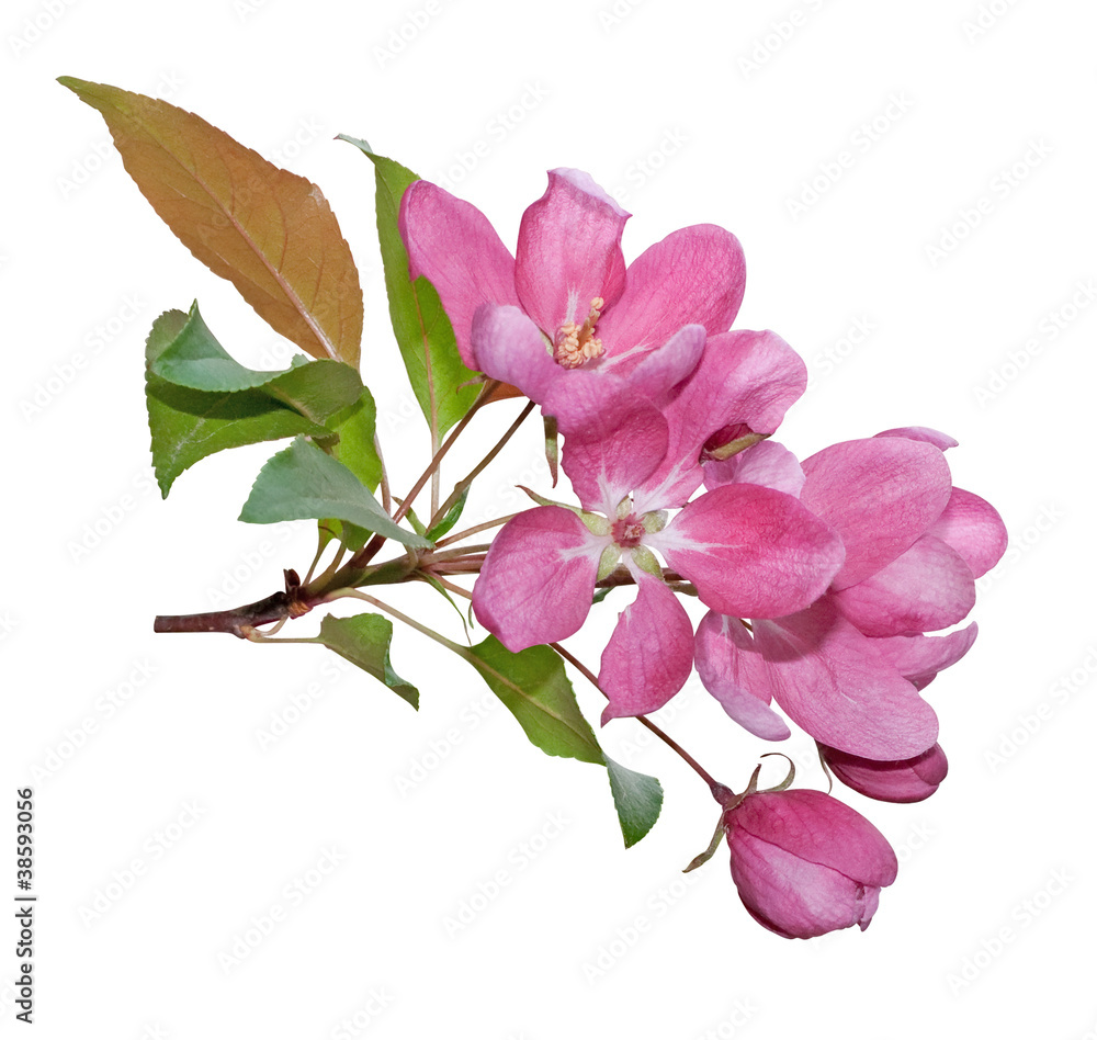 Obraz premium Pink spring blossom isolated on white