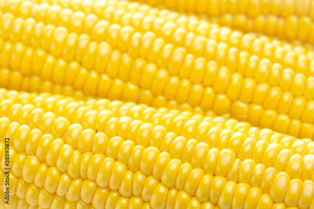 background of ripe yellow corn background of ripe yellow corn
