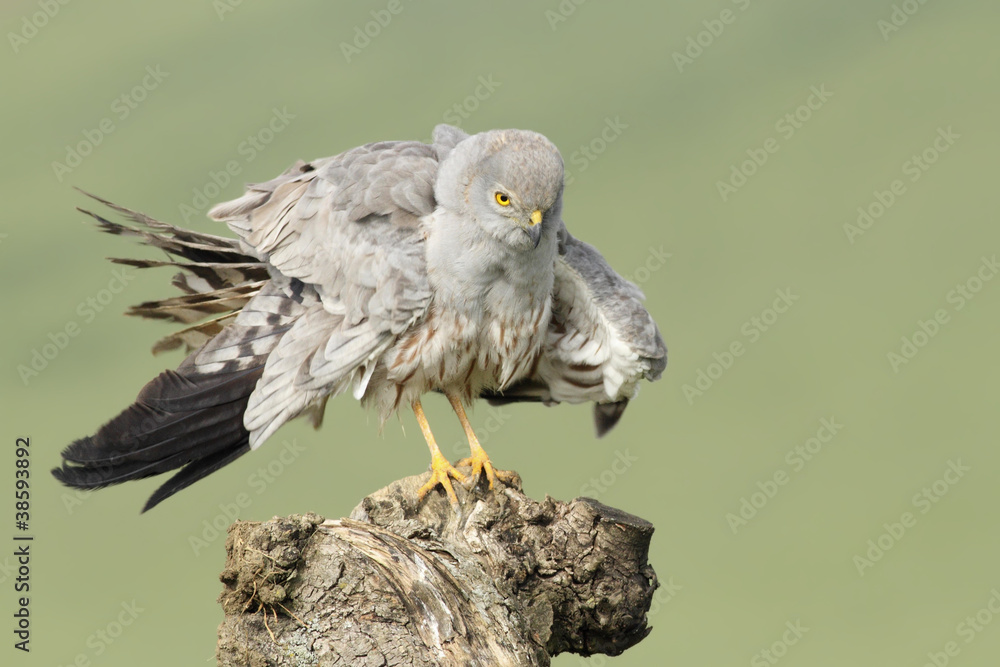 Foto Aguilucho cenizo
