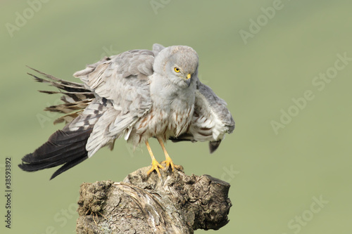 Fotografía Aguilucho cenizo