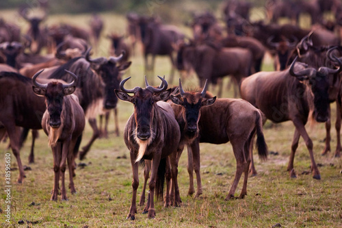Maasai Mara Wildebeest Migration Safari