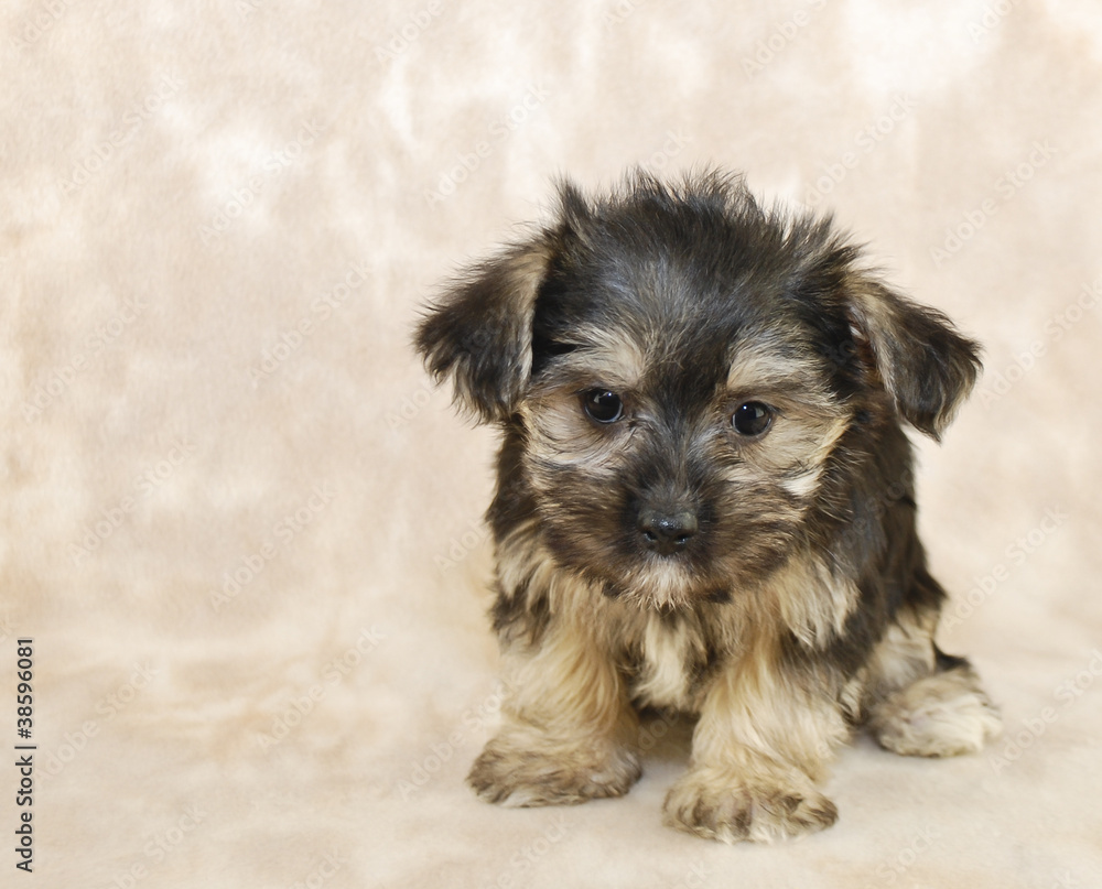 Sweet Little Morkie Puppy