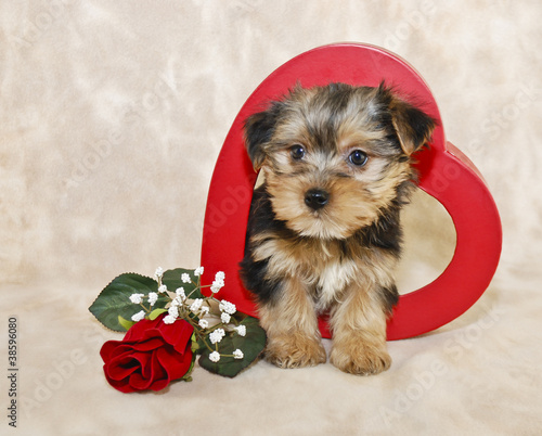 Cute Morkie Puppy photo