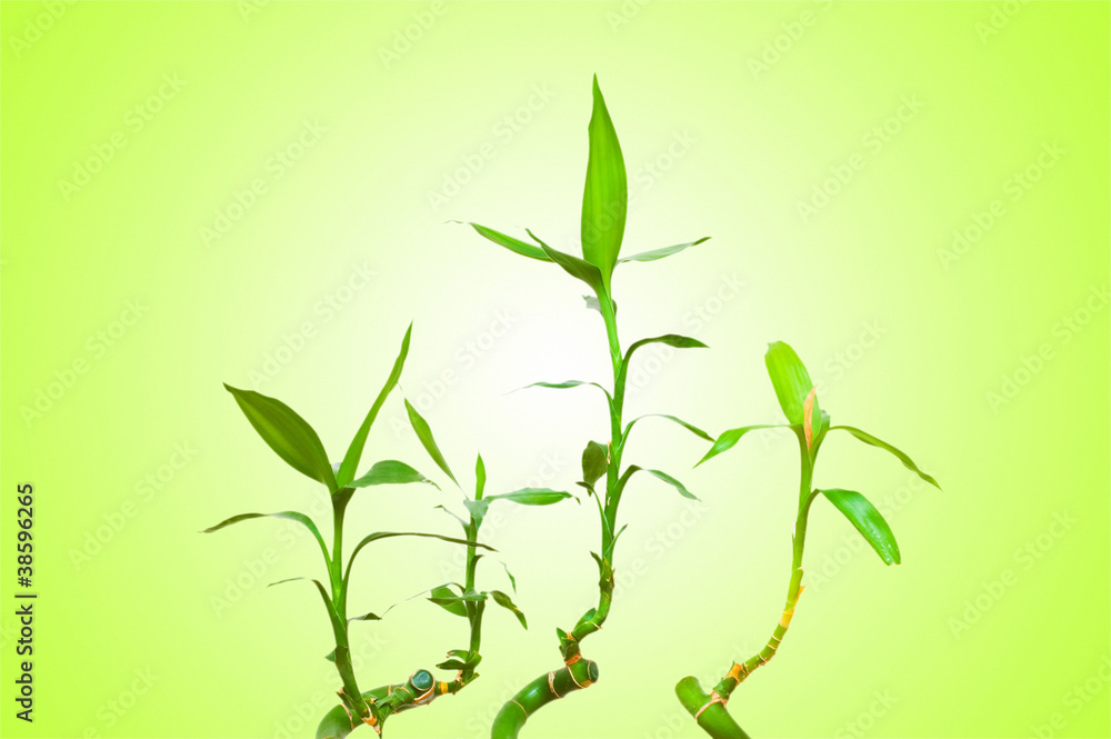 Fototapeta premium Bamboo branches against the background
