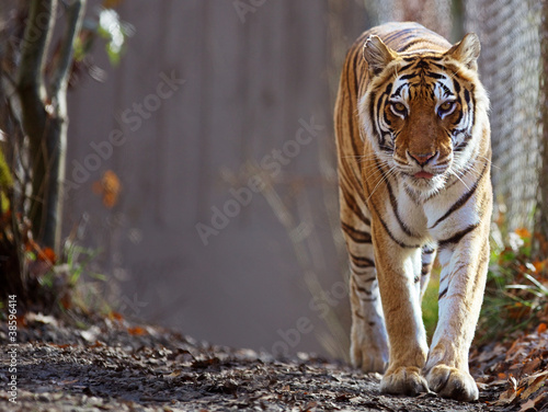 Fototapeta Naklejka Na Ścianę i Meble -  Bengal Tiger at zoo