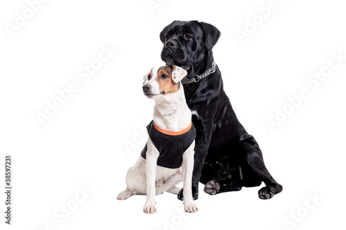 Jack Russel Terrier and Cane Corso © Nikola Spasenoski