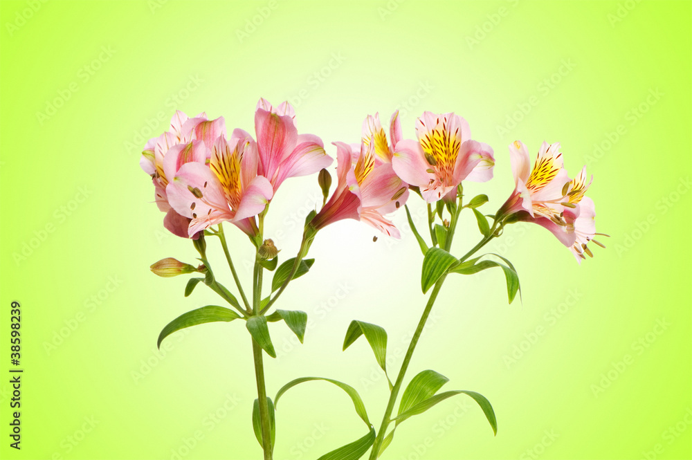 Colourful lilies against gradient background Colourful lilies against gradient background