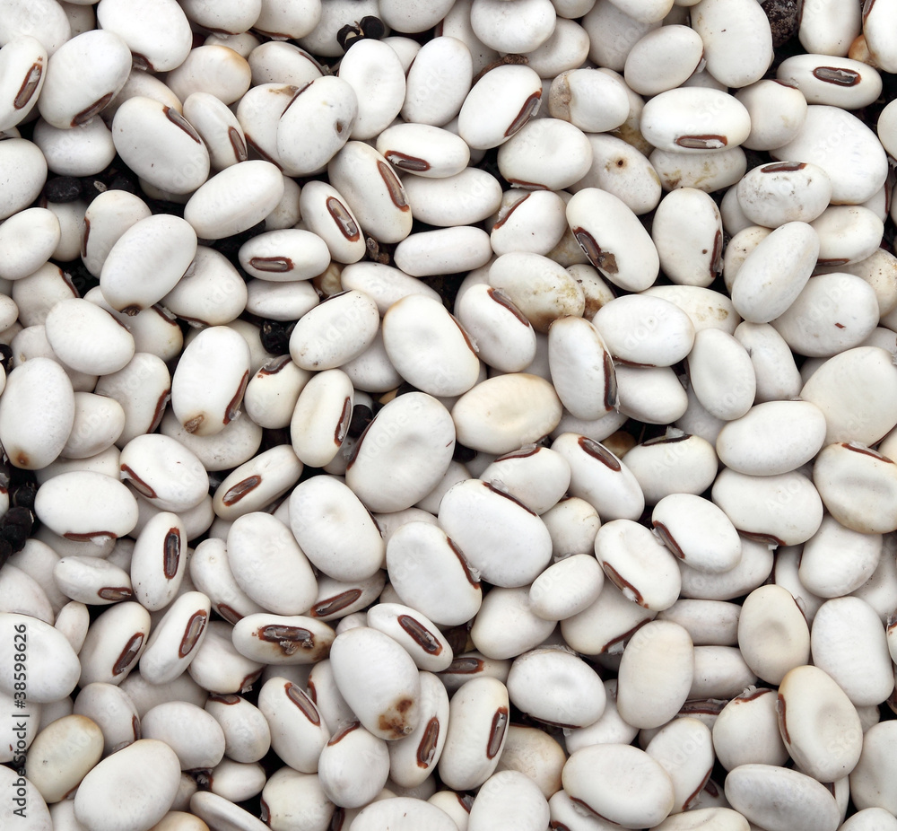 white kidney bean white kidney bean