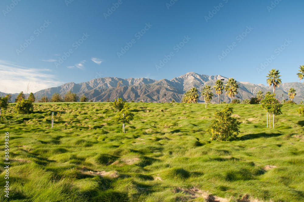 Palm Trees and Mountains Palm Trees and Mountains