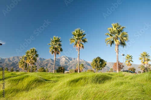 Palm Trees and Mountains