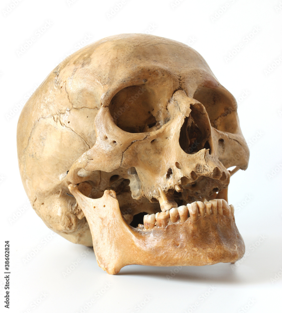 Human skull. Human skull.