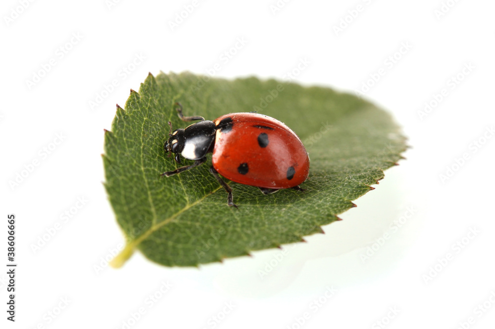 Ladybug on green leaf isolated on white Ladybug on green leaf isolated on white