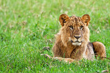Young Lion in the Lake Nakuru National Park, Kenya