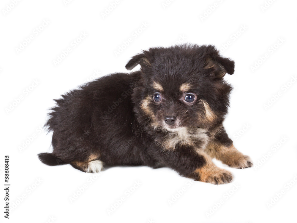 Spitz puppy in front of white background . Pomeranian dog isolat Spitz puppy in front of white background . Pomeranian dog isolat