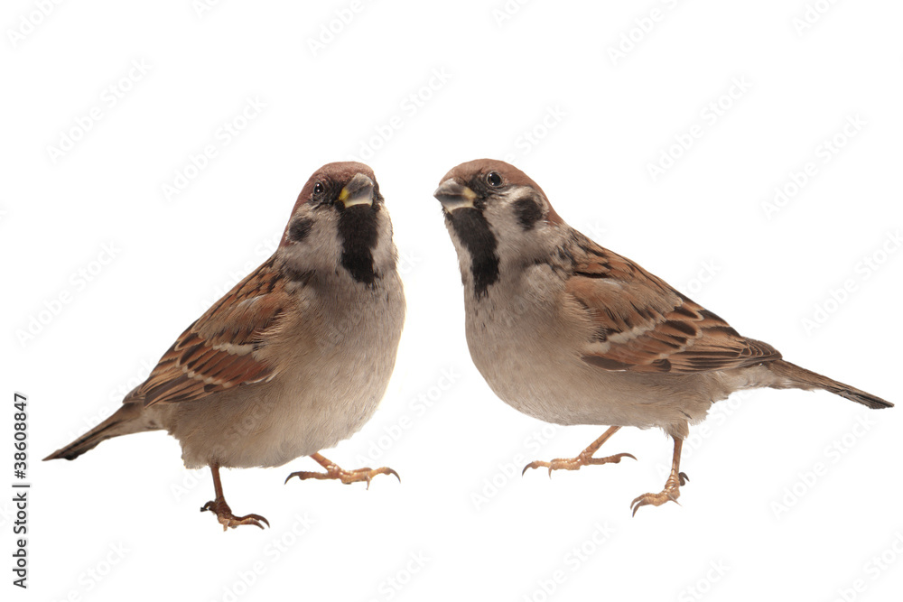 two sparrow