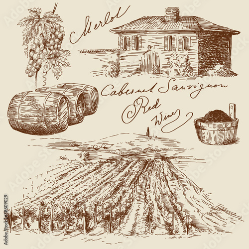 vineyard