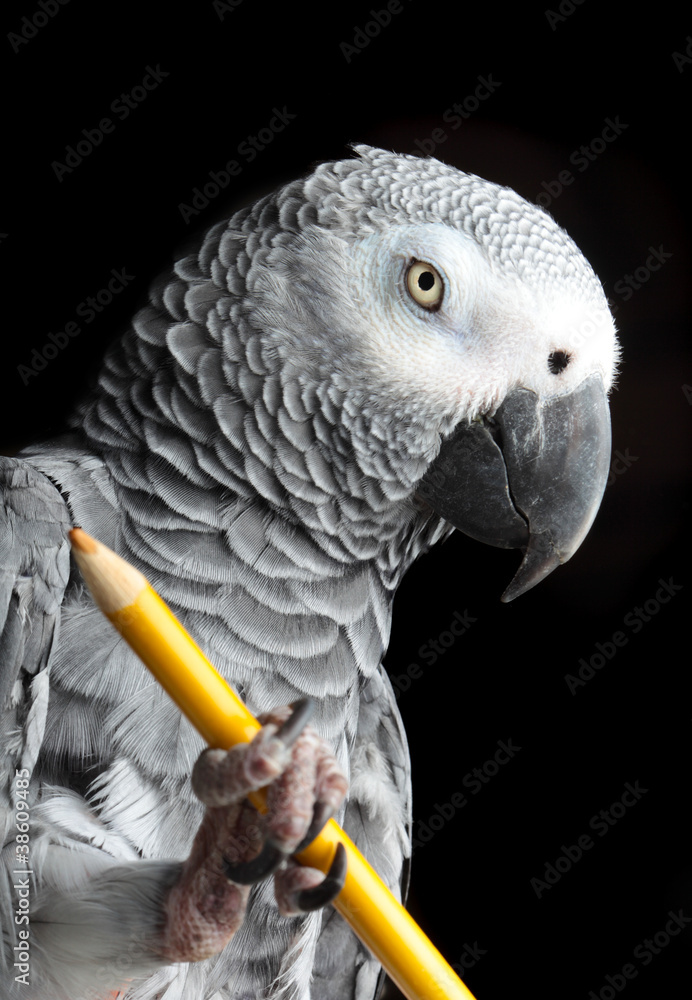 Fototapeta premium Parrot Holding Pencil