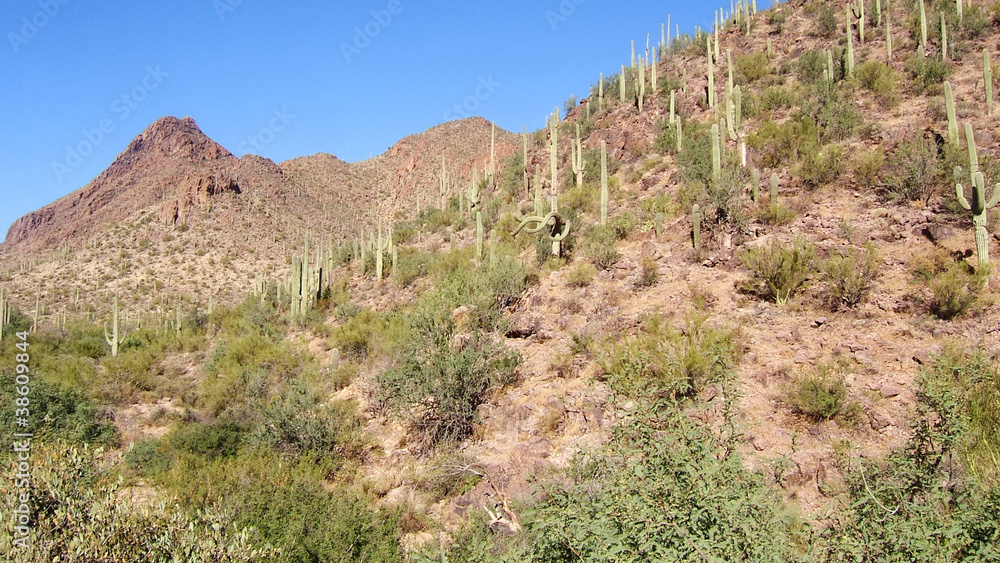 Saguaro National Park - Arizona - USA Saguaro National Park - Arizona - USA