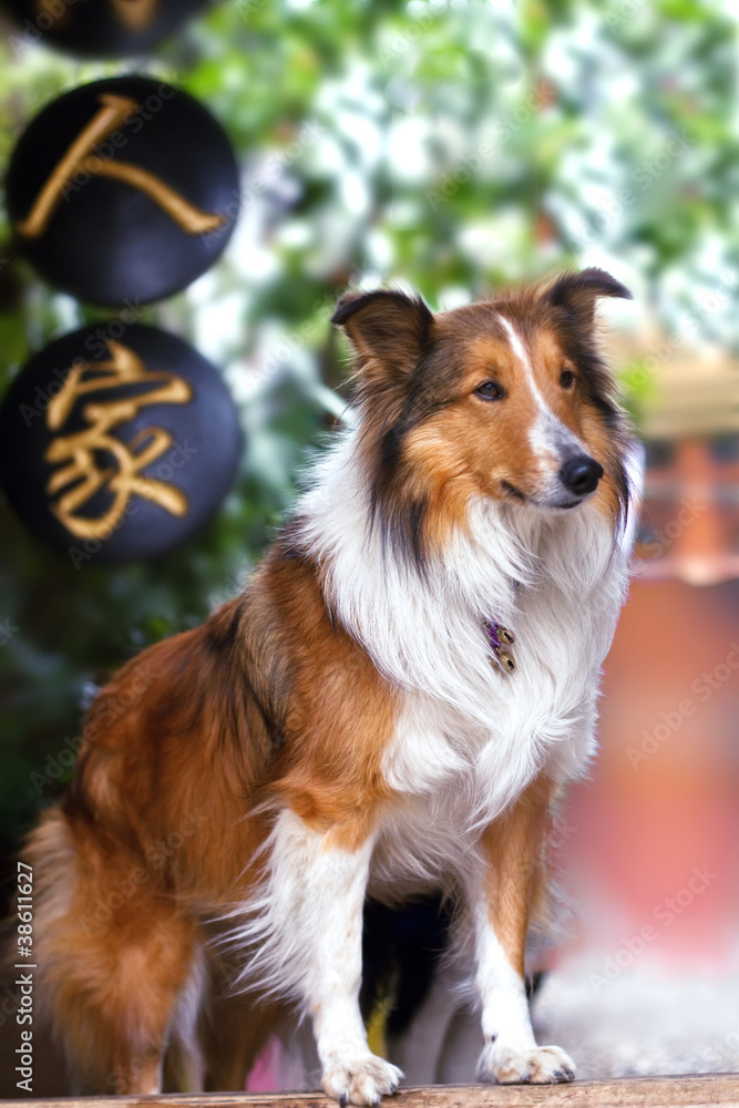Cute .rough collie standing at the yard door waiting Cute .rough collie standing at the yard door waiting