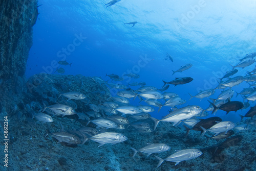海底のギンガメアジの群れ © blueworldsender