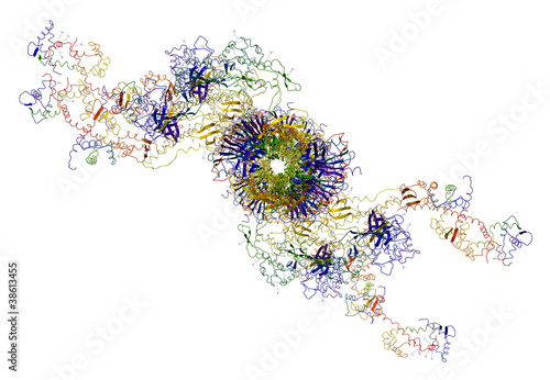 Photos Molecular motor: myosins and actin causing muscle contractions