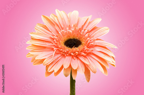 Gerbera flowers against the background