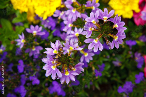 Fiori di Montagna