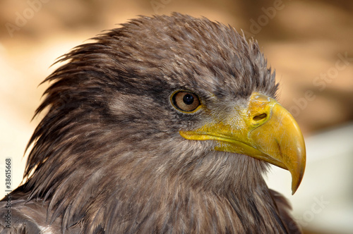 sea eagle photo
