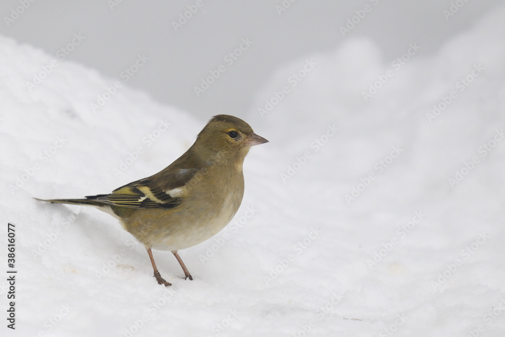 Chaffinch, Fringilla coelebs - female Chaffinch, Fringilla coelebs - female