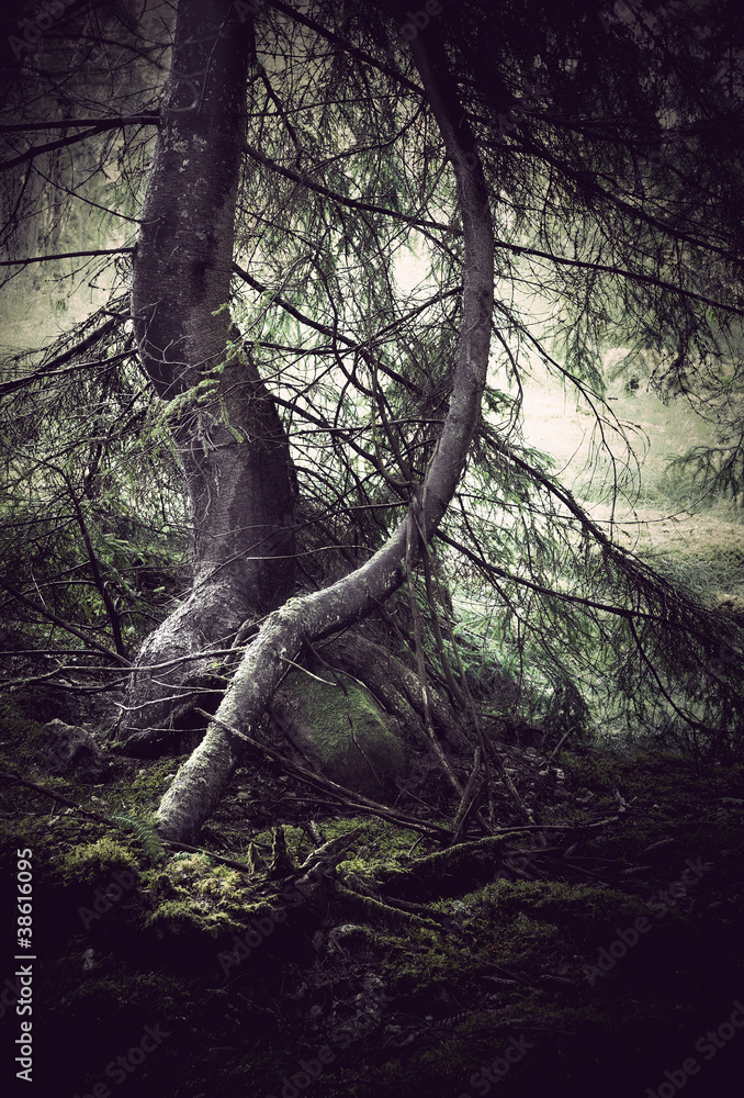 Fototapeta premium Trees with moss