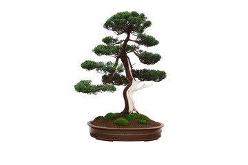 Acrylglasbilder Bonsai Miniatur-Bonsai auf weißem Hintergrund  © Oddpal