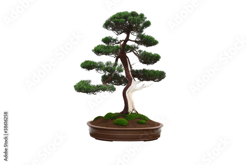Miniature bonsai tree on white