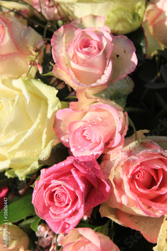 Soft pink and white roses with drops in sunlight