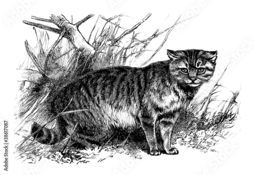 Photography Wild Cat