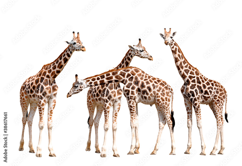 Obraz premium giraffes isolated