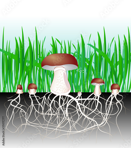 mushrooms and vegetation. Reproduction fungus Mycelium and spore