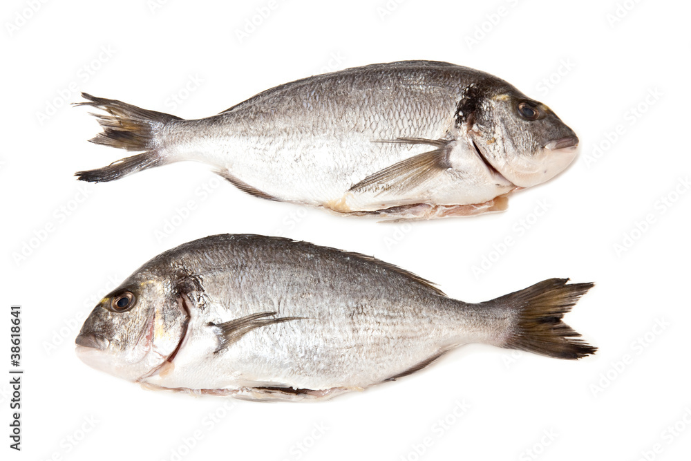 gilt-head (sea) bream on a white studio background. gilt-head (sea) bream on a white studio background.