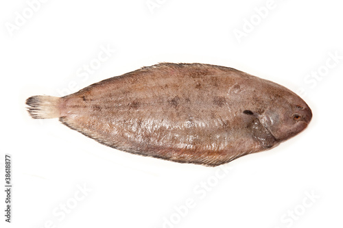 Dover sole fish whole on a white studio background.