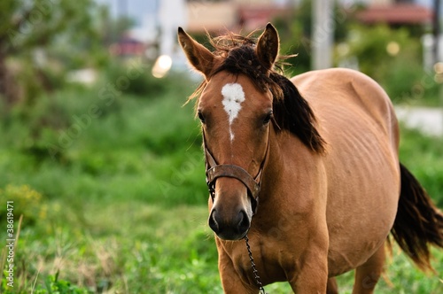 Closeup photo of a young horse against green background © Sved Oliver