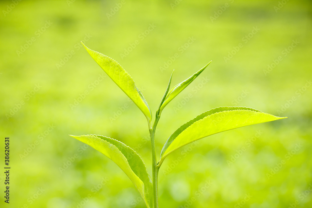 Fototapeta premium Fresh green tea leaf