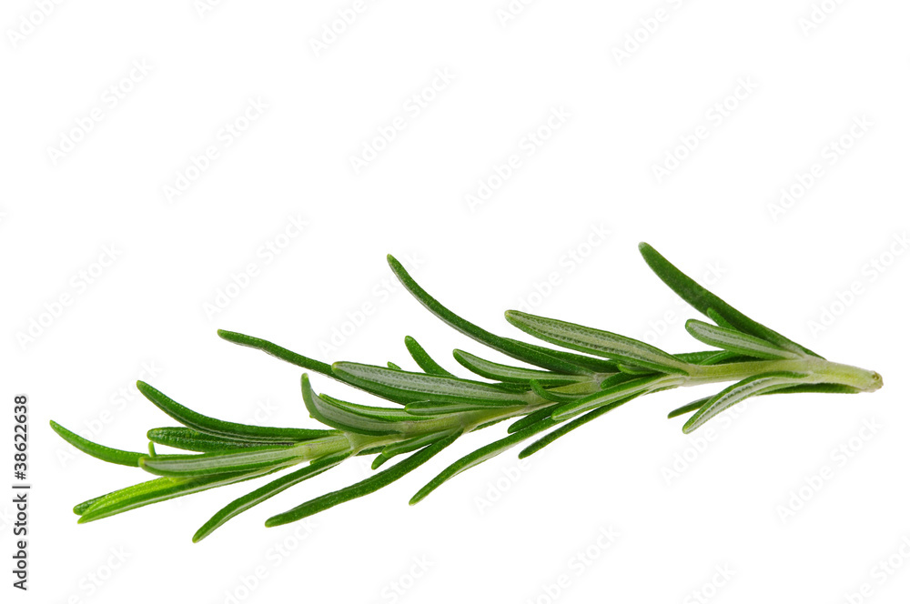 Rosmarin freigestellt - Rosemary isolated 10 Rosmarin freigestellt - Rosemary isolated 10