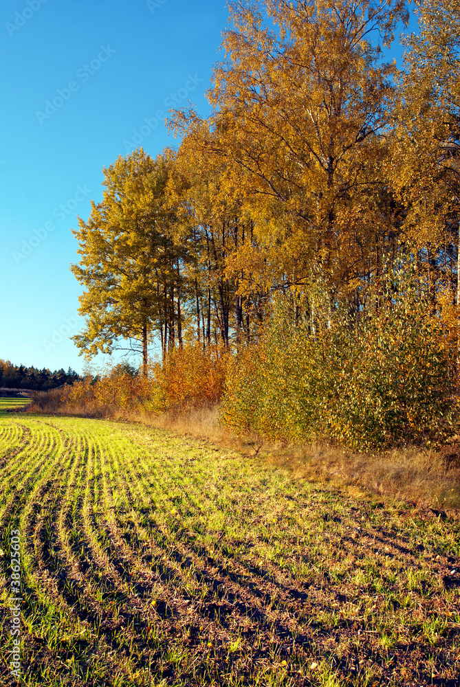 Plowed field in autumn