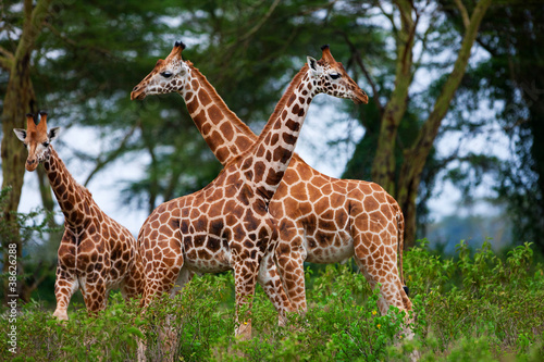 Rotschild s giraffes in Lake Nakuru National Park  Kenya