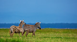 Zebras in the Lake Nakuru National Park in Kenya, Africa