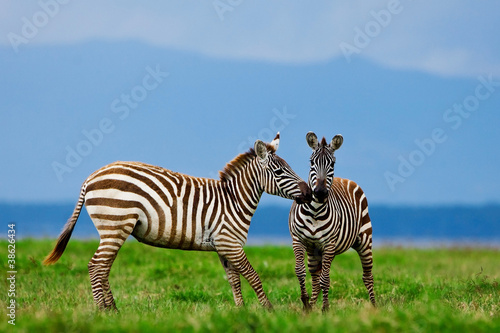 Zebras in the Lake Nakuru National Park in Kenya, Africa © Travel Stock