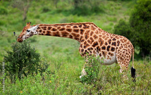Rotschild's giraffe in Lake Nakuru National Park, Kenya