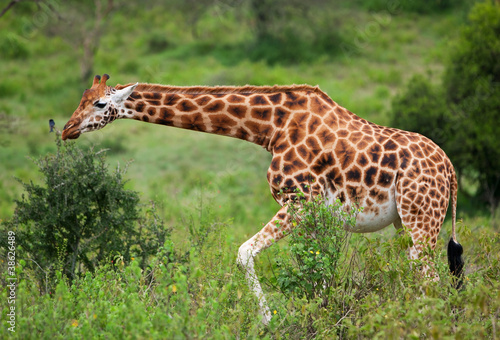 Rotschild s giraffe  in Lake Nakuru National Park  Kenya